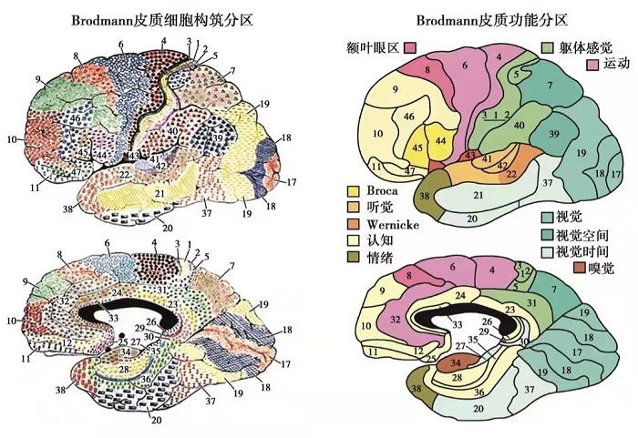 Brodmann分区