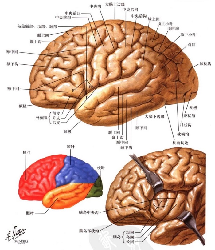 cerebral Lateral surface