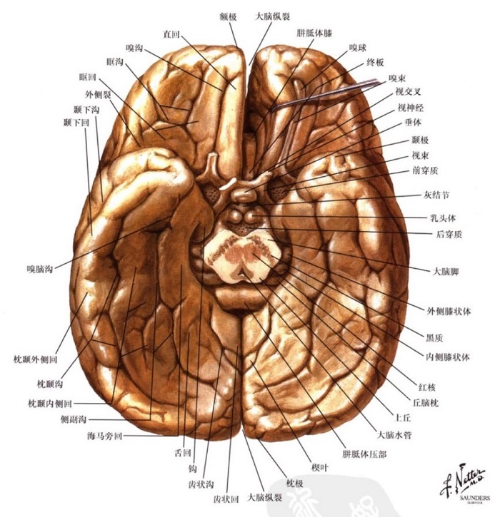 cerebral bottom surface
