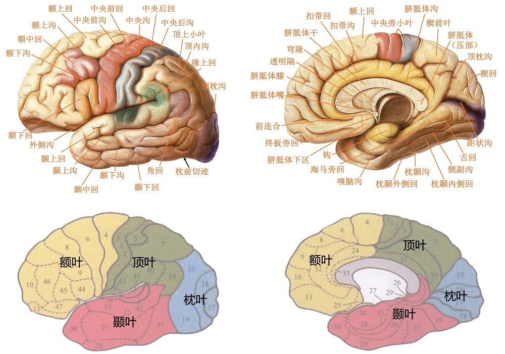 cerebral
