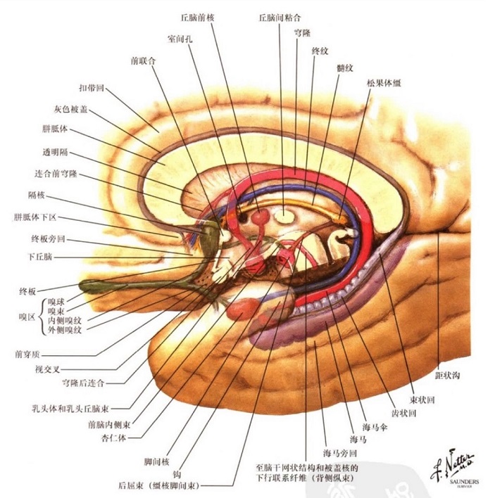 limbic system