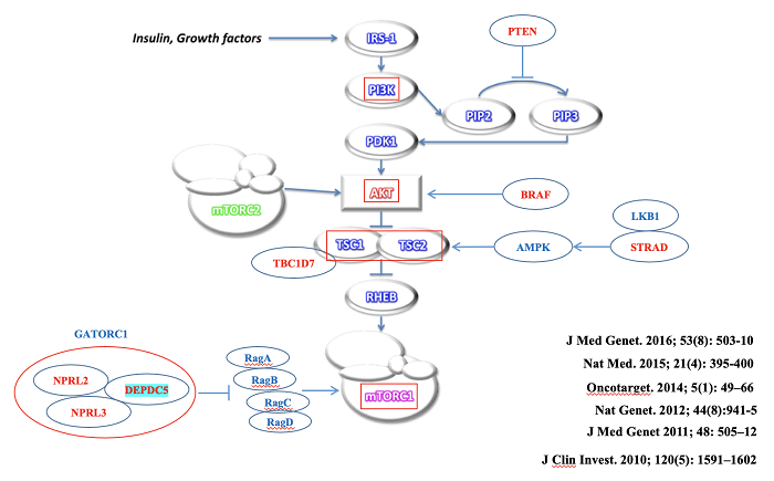 DEPDC5示意图