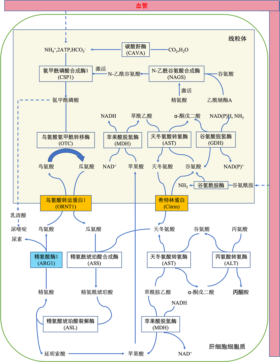 urea cycle arg1
