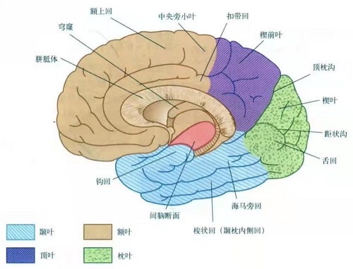 大脑半球内侧面