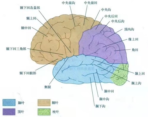 大脑半球外侧面